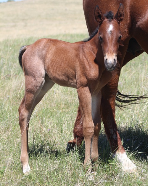 expected foal