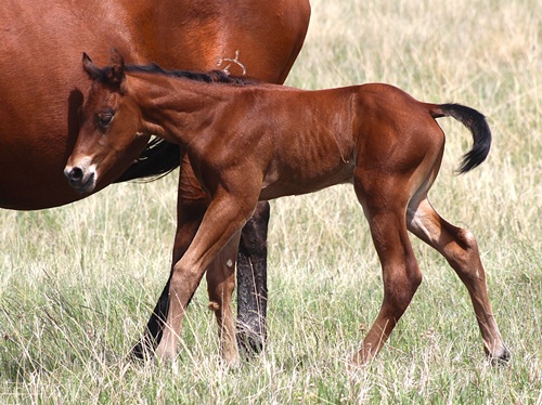 expected foal
