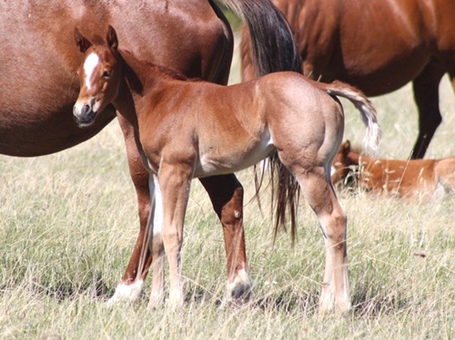 filly