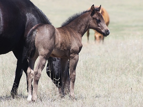 blue roan filly